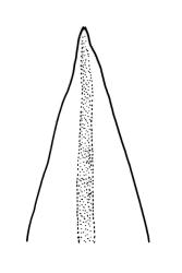 Macromitrium orthophyllum, branch leaf apex.
 Image: R.C. Wagstaff © All rights reserved. Redrawn with permission from Vitt (1983). 